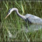 The Garrison Wetland grant proposal was written for Sage Resources of Missoula, Mont. and Powell County.